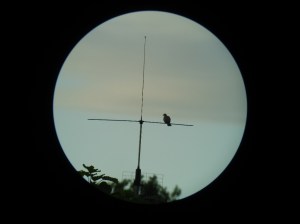 Digiscope Bild 1